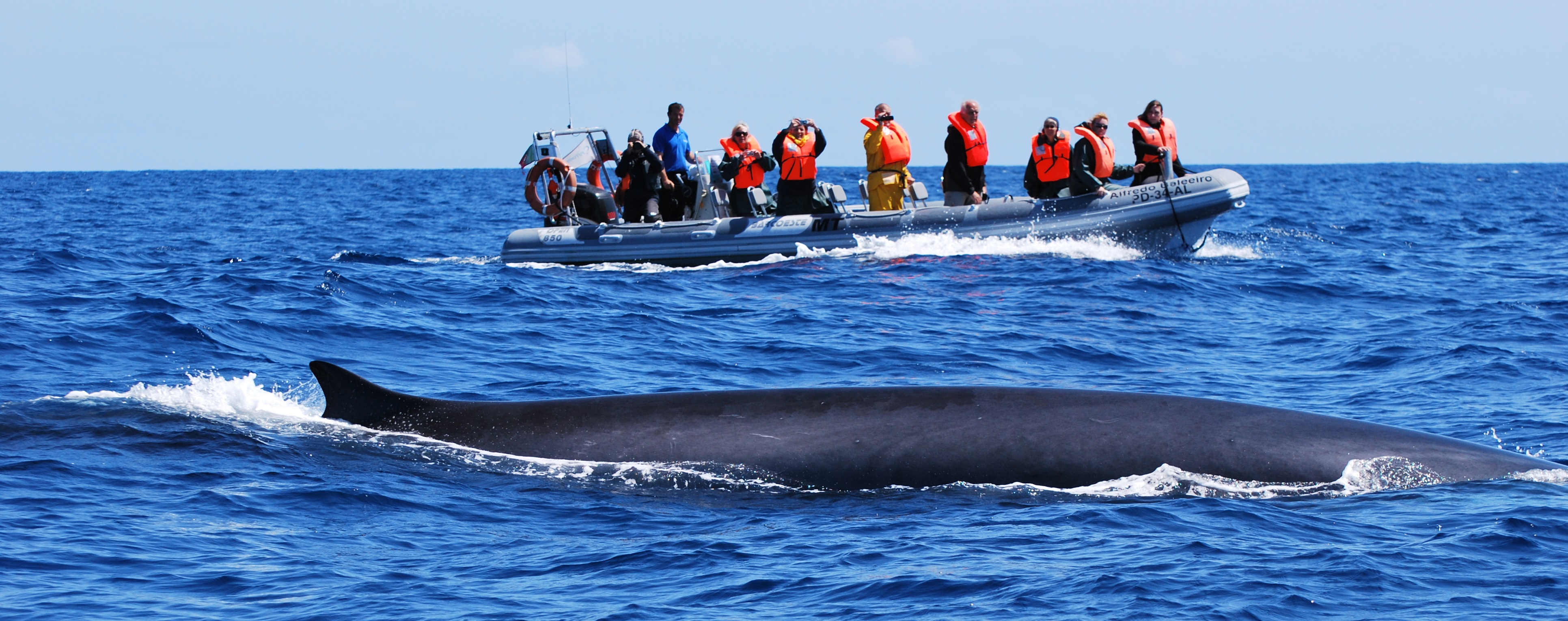 Whale Watching In The Azores Islands